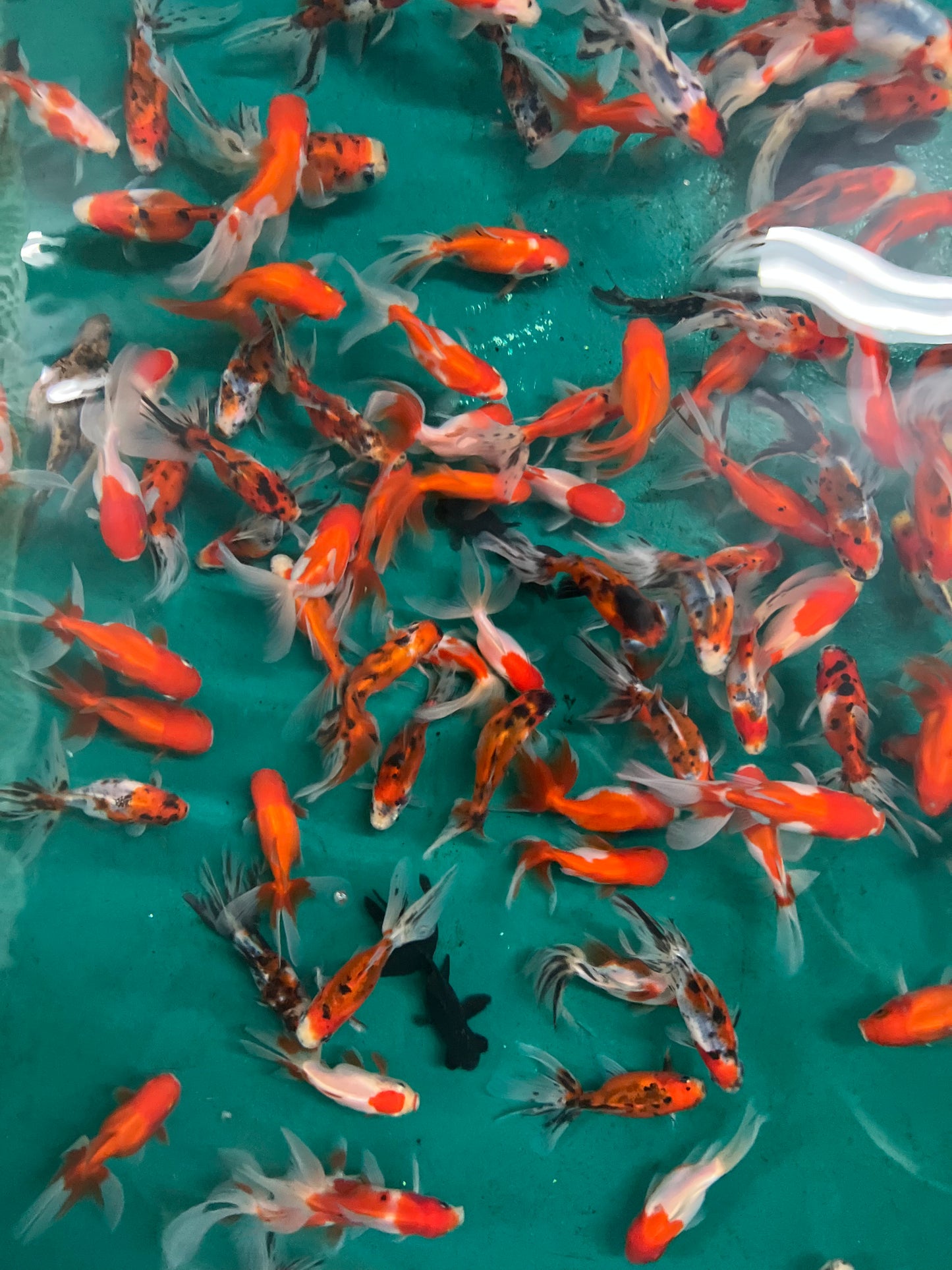 Goldfish - Mixed Fantail Imported