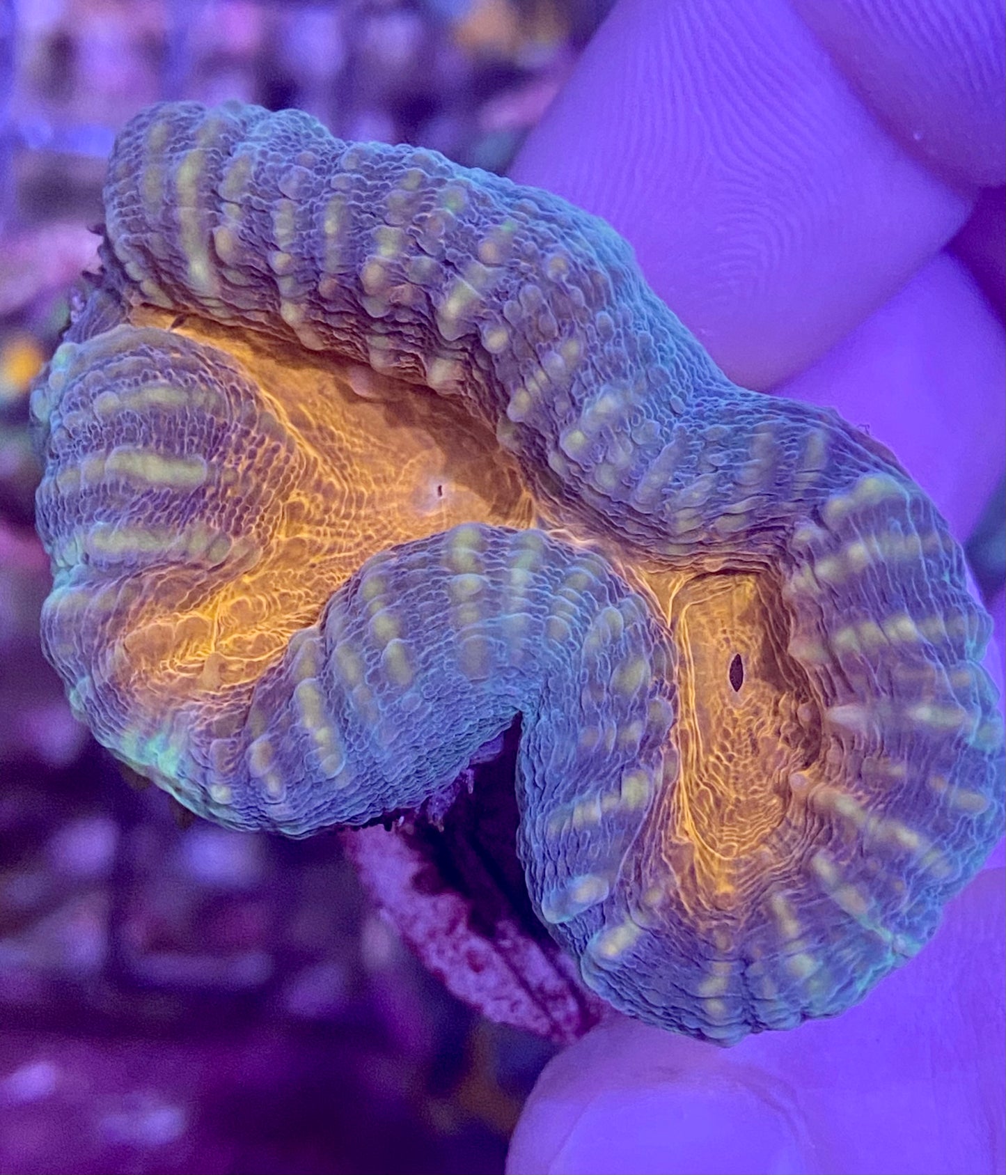 Frag - Indo Lobo Ultra