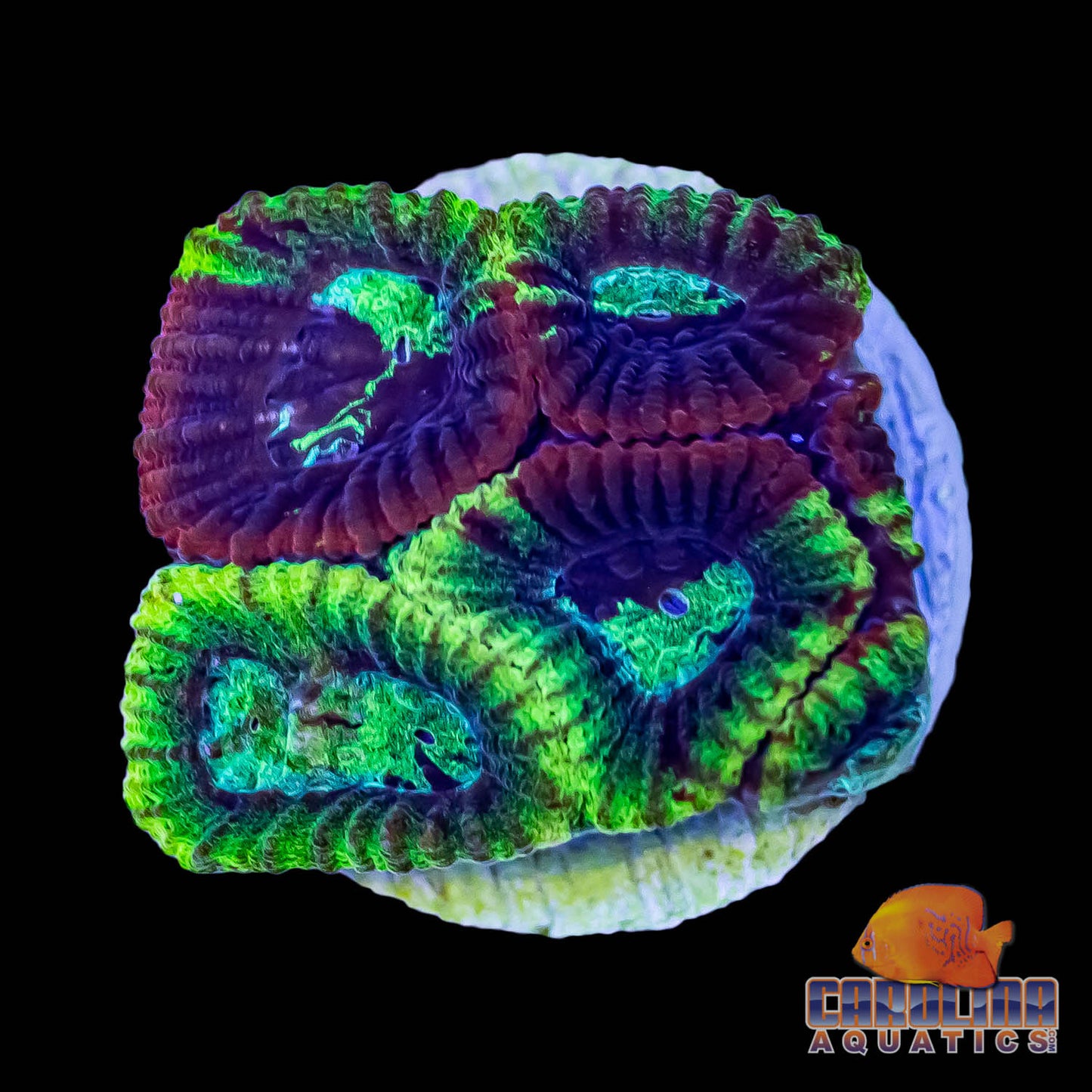 Frag - Favia Darwin Ultra Green/Red Fused