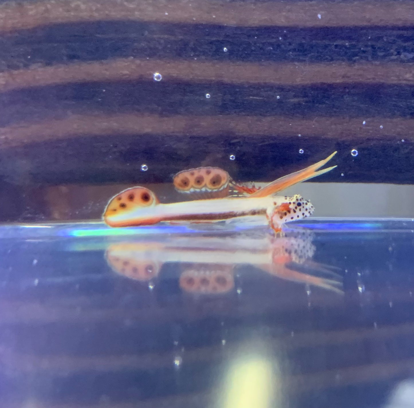 Goby - Flaming Prawn
