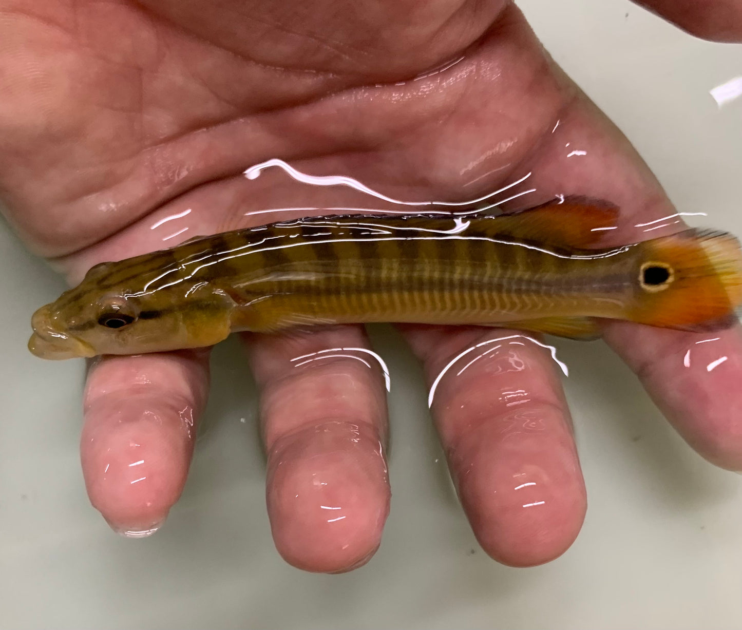 Cichlid - Pike Orange Xingu I 2.5-3in