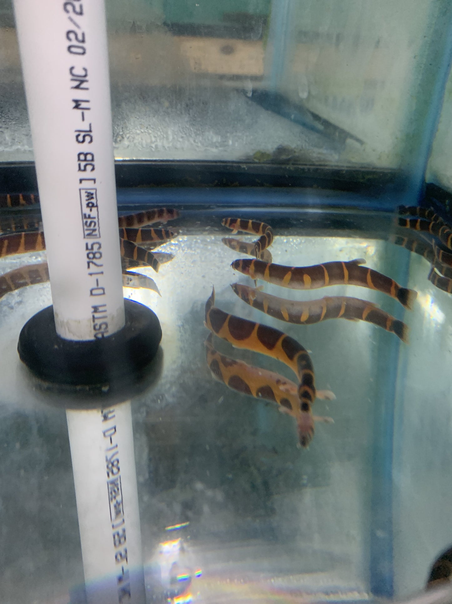 Loach - Kuhli Giant Lg