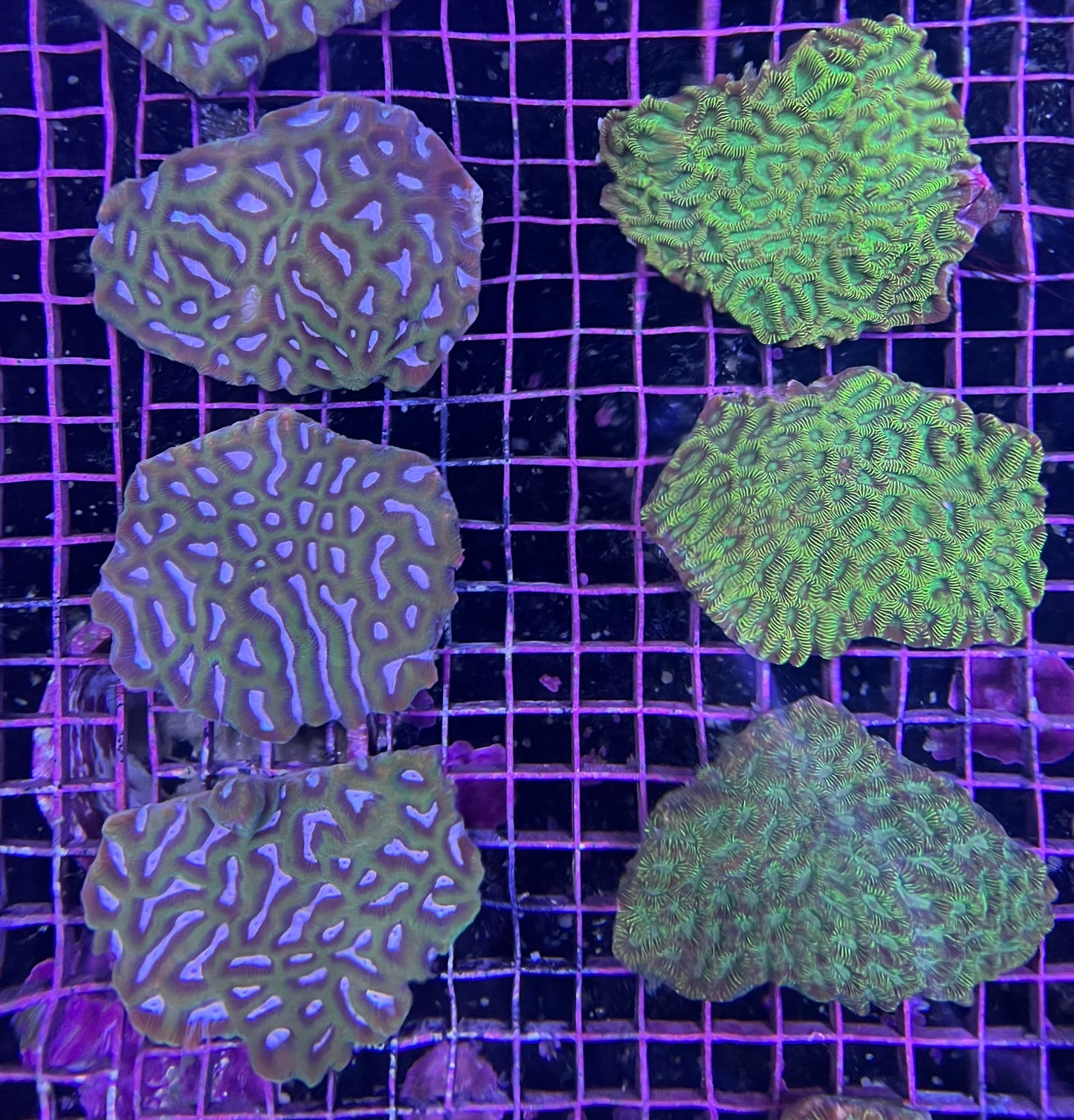 Australian - Platygyra Md