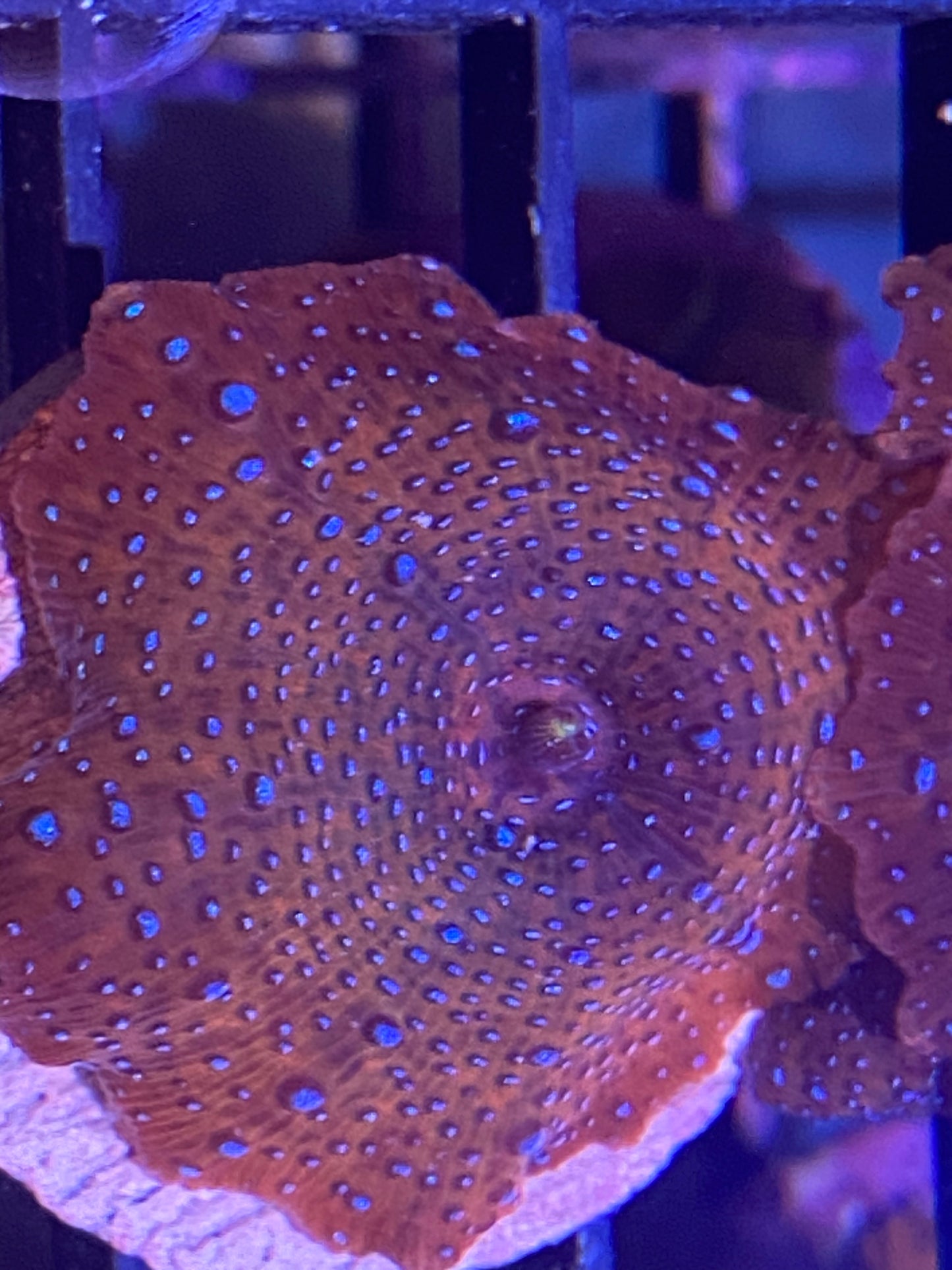 Frag - Classic Superman Mushroom