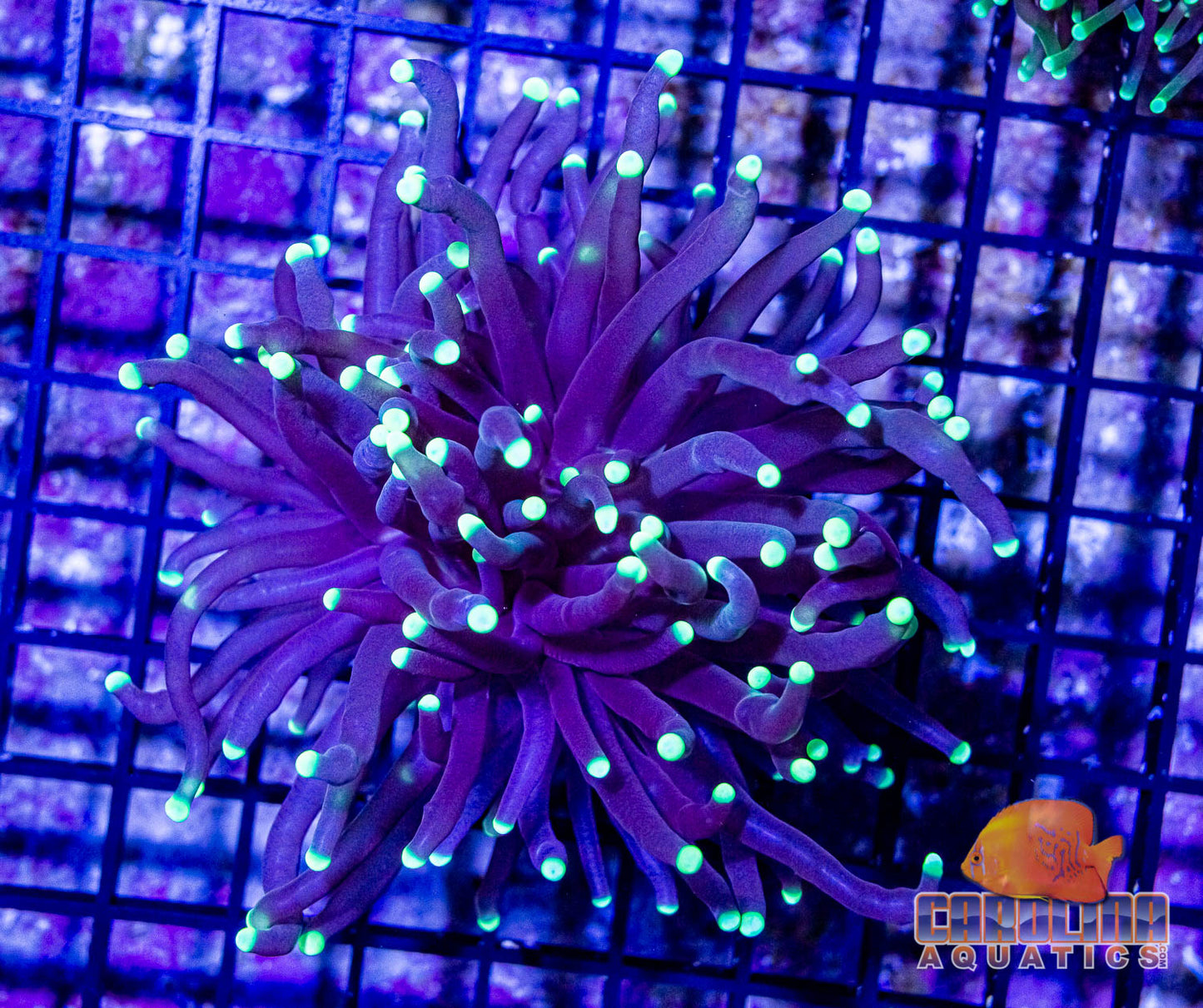 Frag - Ultra Green Torch