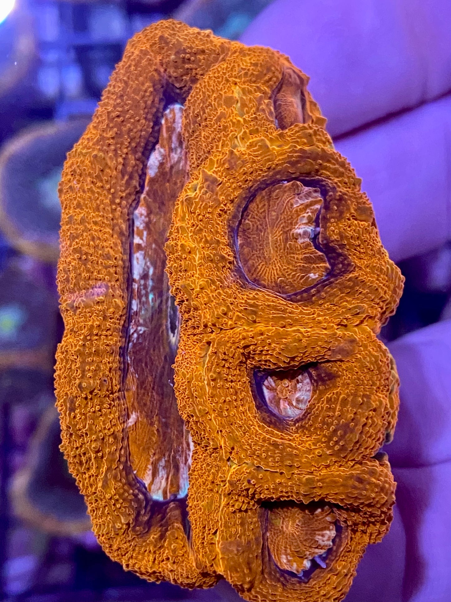 Frag - Hot Lips Bowerbanki