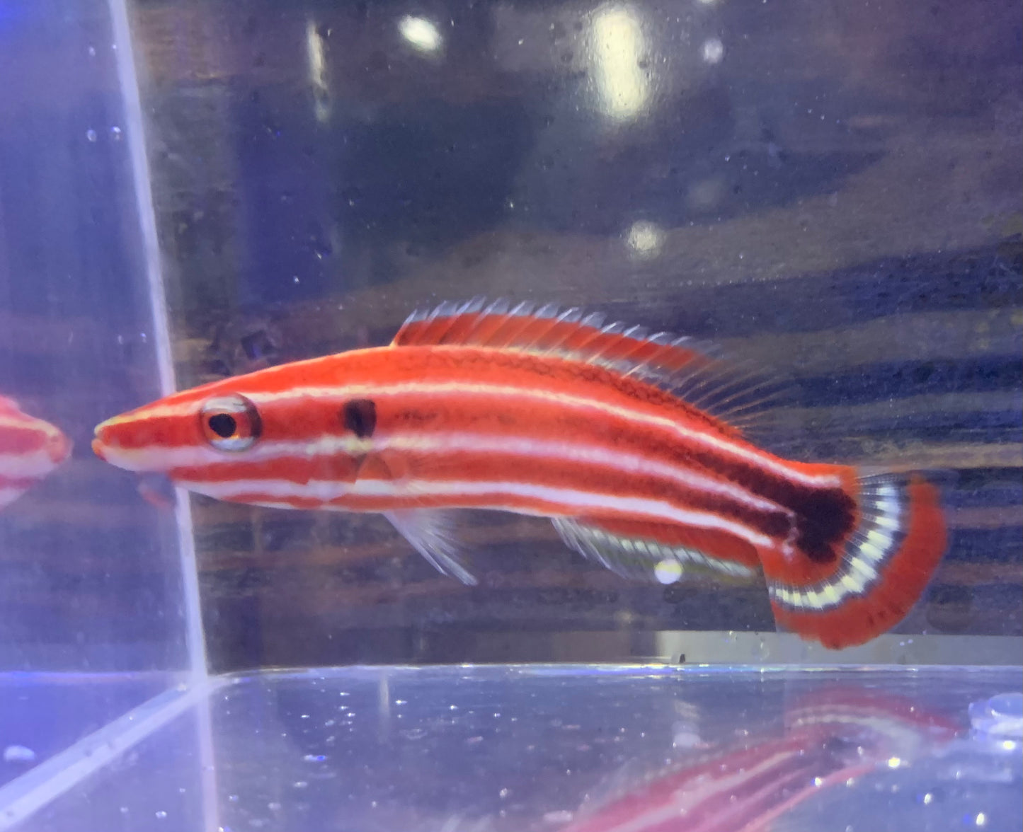 Hogfish - Candy Striped