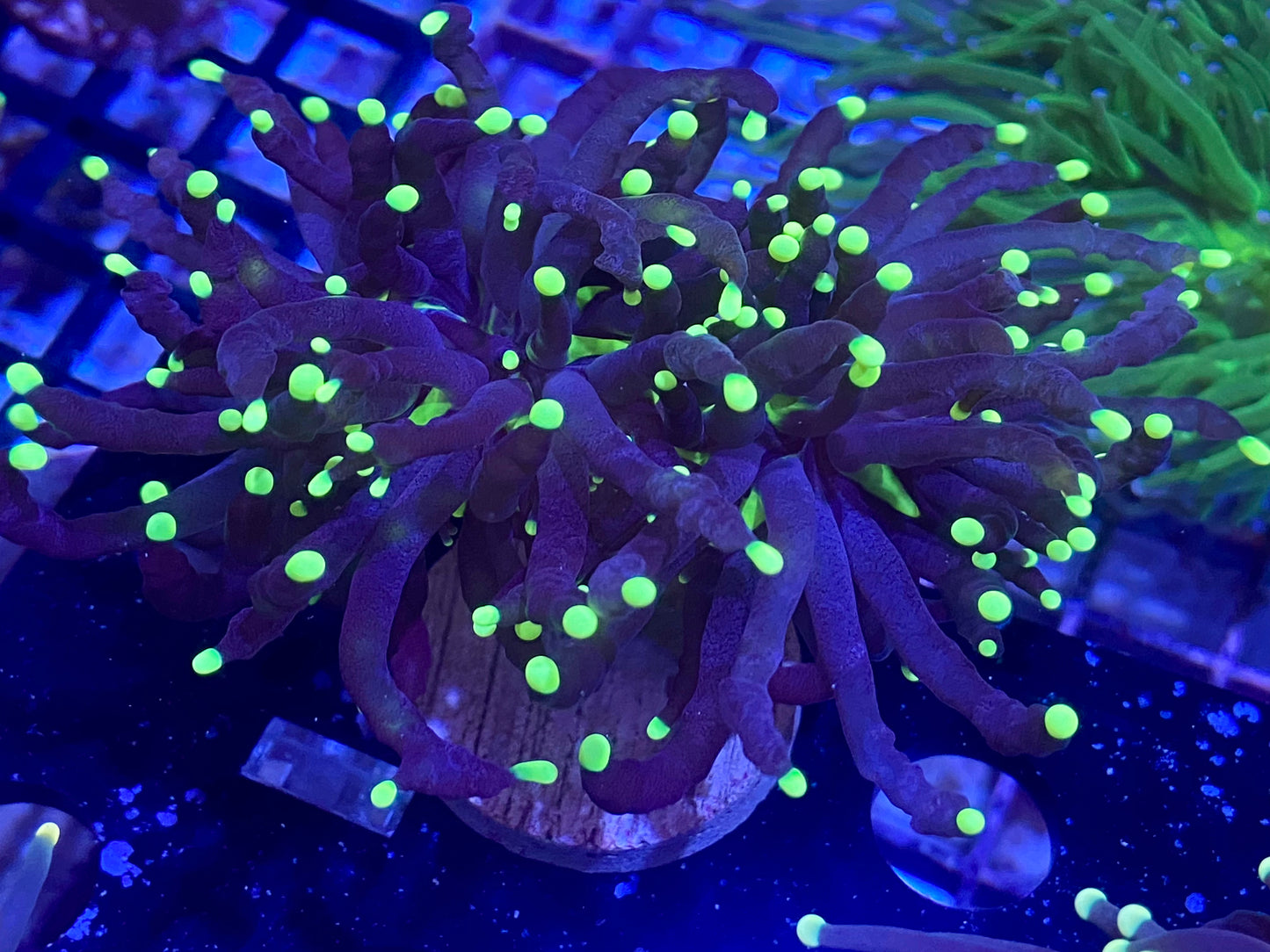 Frag - Ultra Green Torch