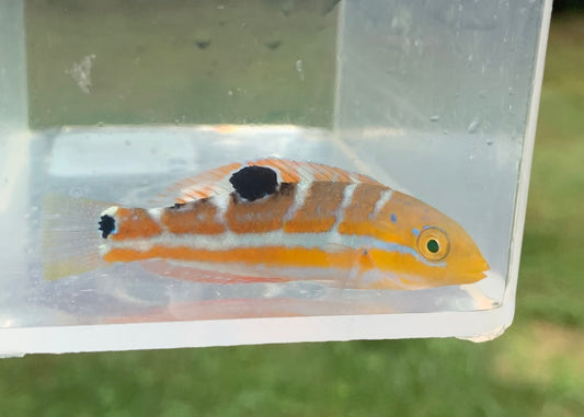Wrasse - Puddingwife