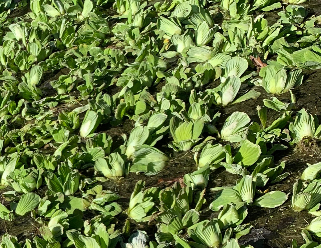 Water Lettuce