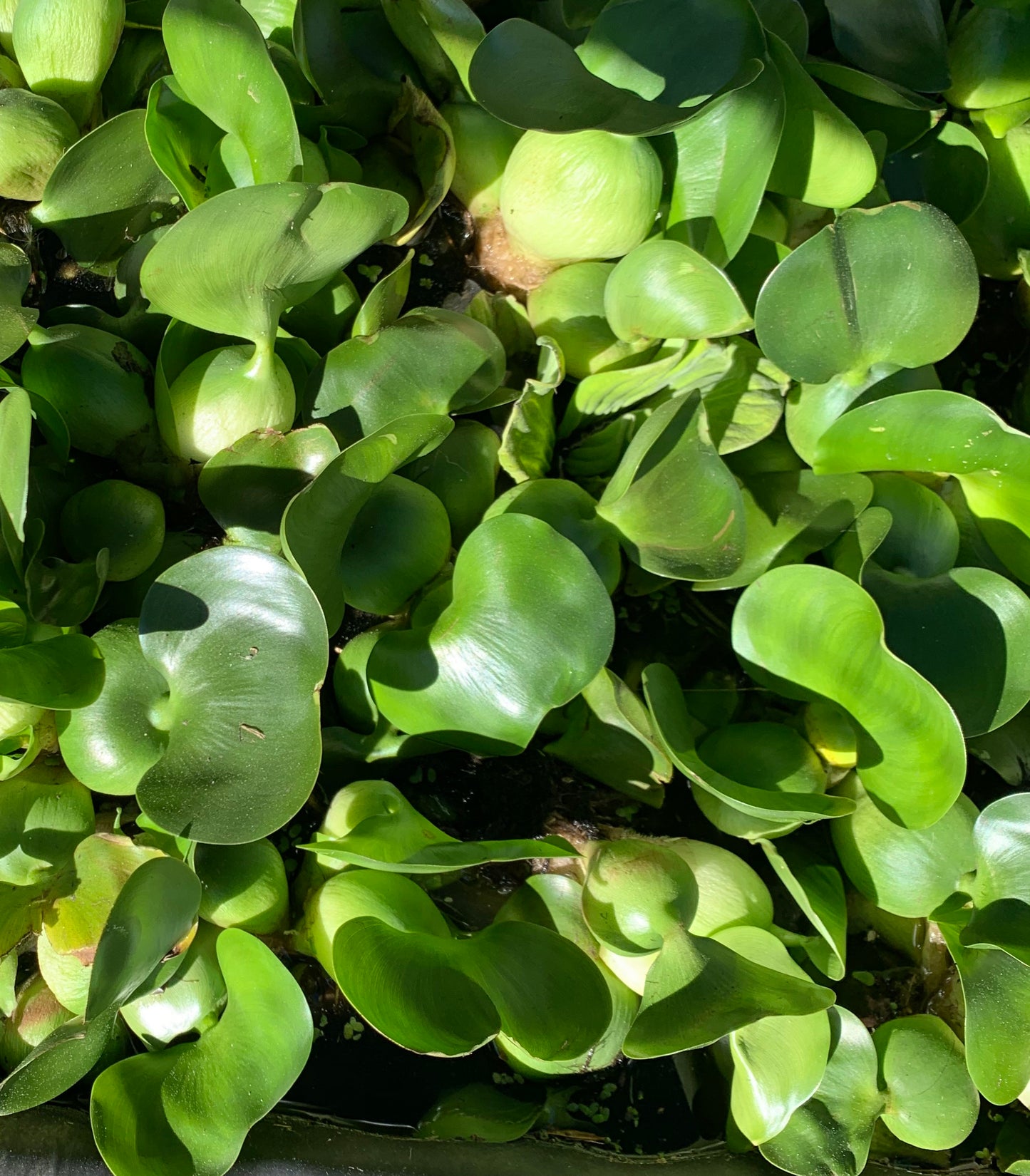 Water Hyacinth