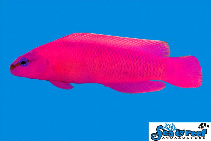Dottyback - Orchid T.R.