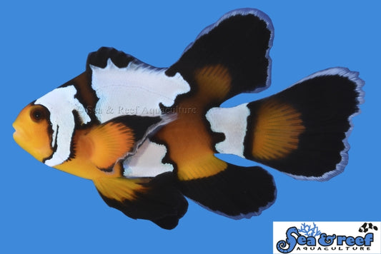 Clown - Black Ice LongFin
