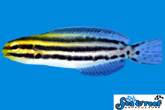 Blenny - Grammistes Striped T.R.
