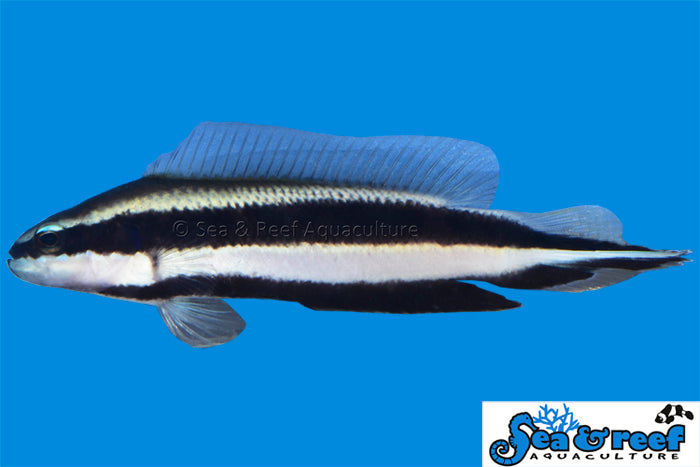 Dottyback - Striped T.R.