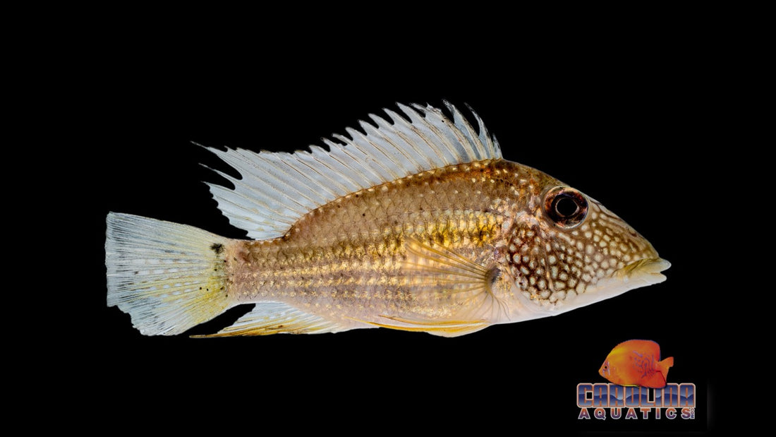 Carolina Aquatics first successful shipment from Guyana