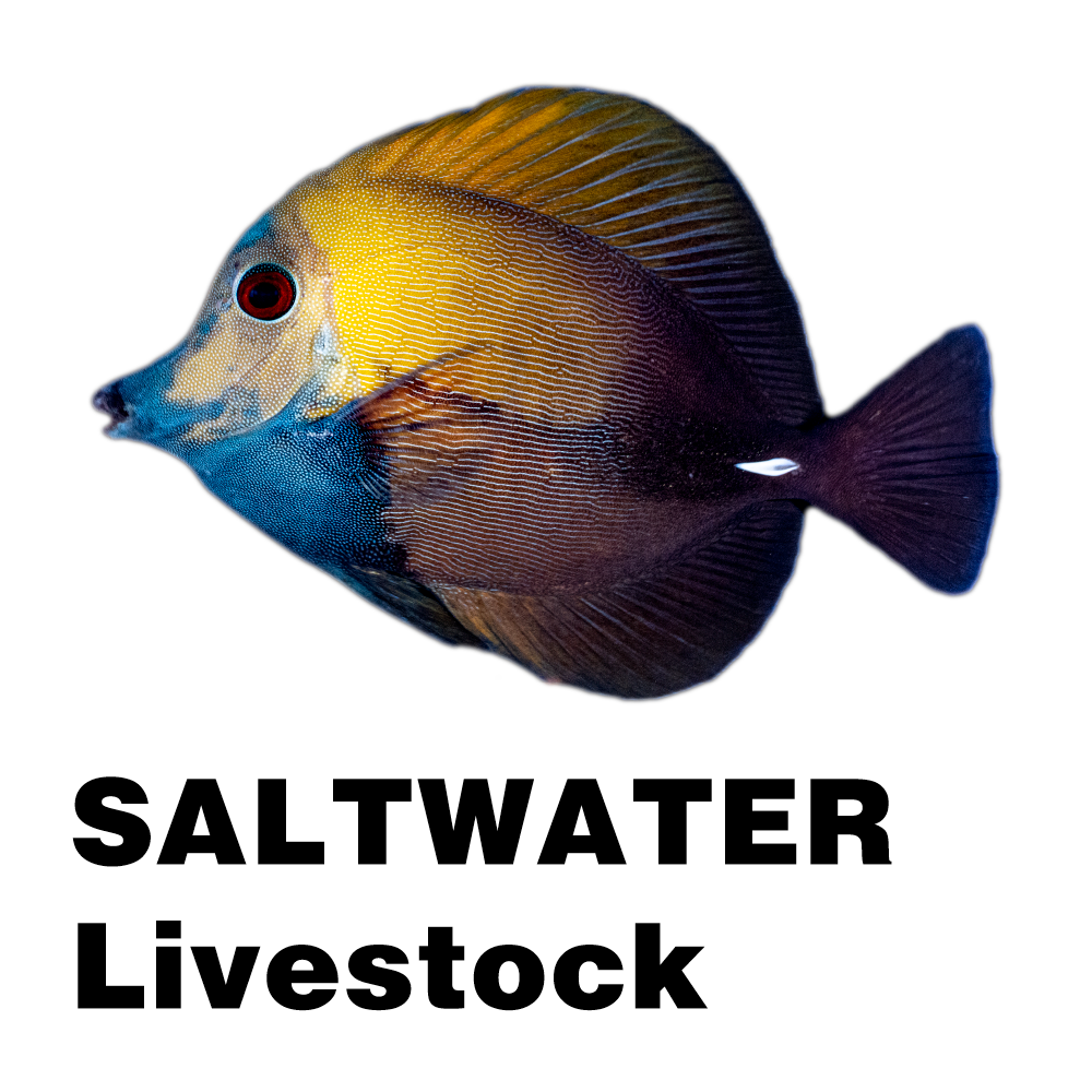 Saltwater Livestock