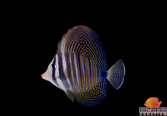 Tang - Sailfin Dejardini Sm/Md