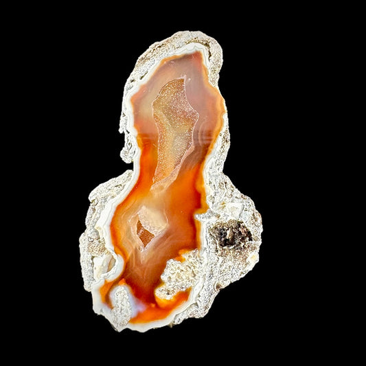 Petrified Coral