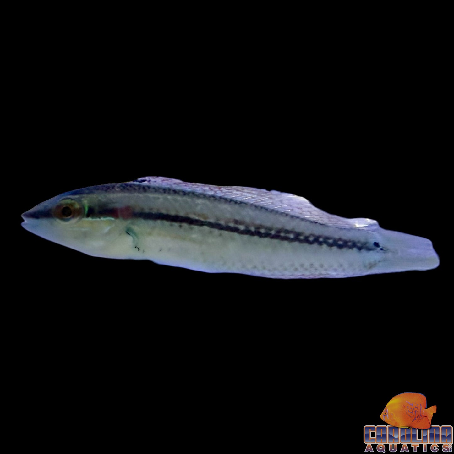 Wrasse - Pearly Spotted