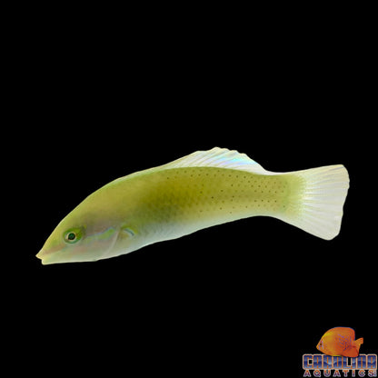 Wrasse - Coris Green