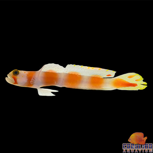 Goby - Aurora Lg