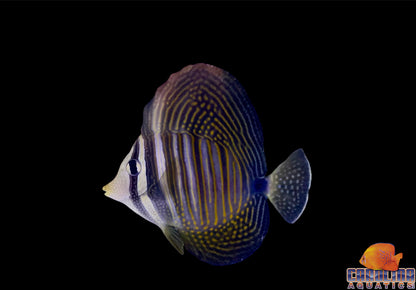 Tang - Sailfin Dejardini Lg
