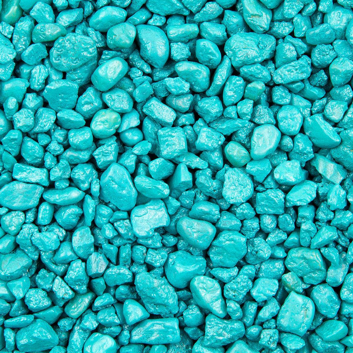 Tortquoise SPECIAL TURQUOISE – Carolina Aquatics