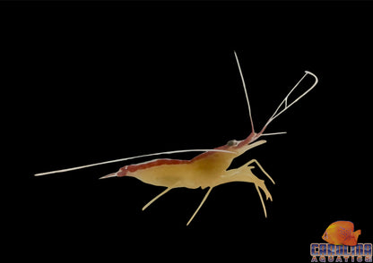 Shrimp - Cleaner Md
