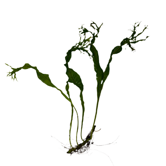 Java Fern Lace