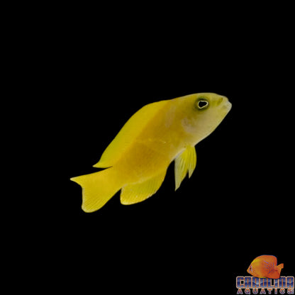Dottyback - Yellow