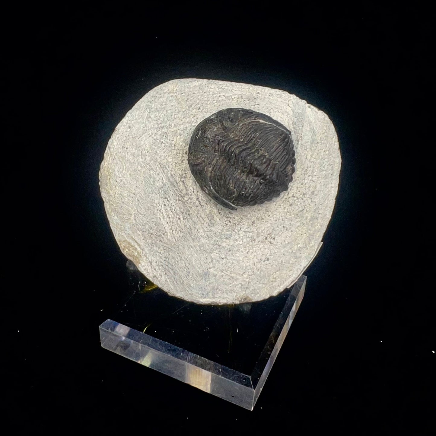 Metacanthian Trilobite in Matrix