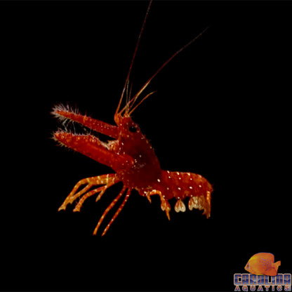 Lobster - Reef Red