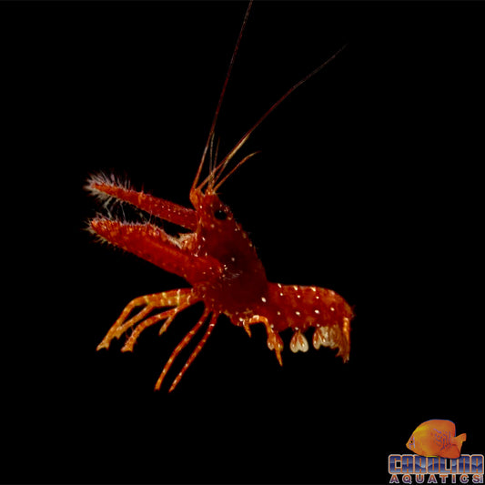 Lobster - Reef Red