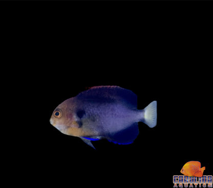 Angel - Pygmy (Pacific)