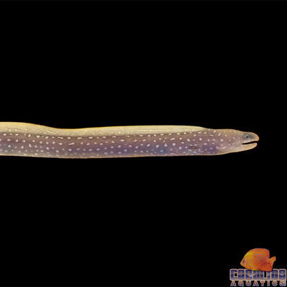 Eel - Moray Jewel