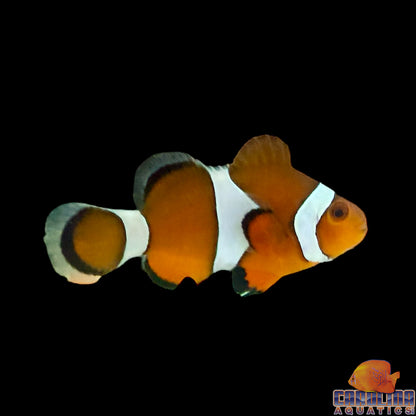 Clown - Percula True Wild