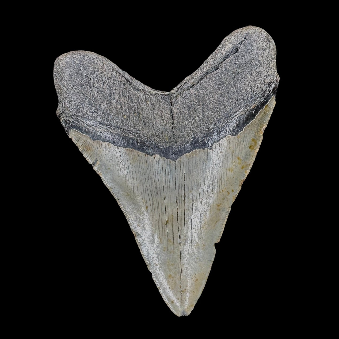 Megalodon Tooth
