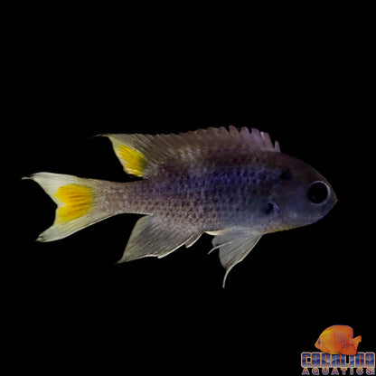 Chromis - Scissortail Lg