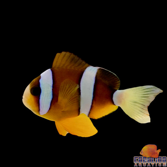 Clown - Clarkii Wild