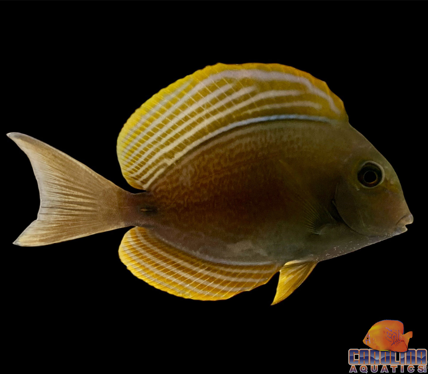 Tang - Yellowfin Tiny