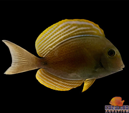 Tang - Yellowfin Tiny