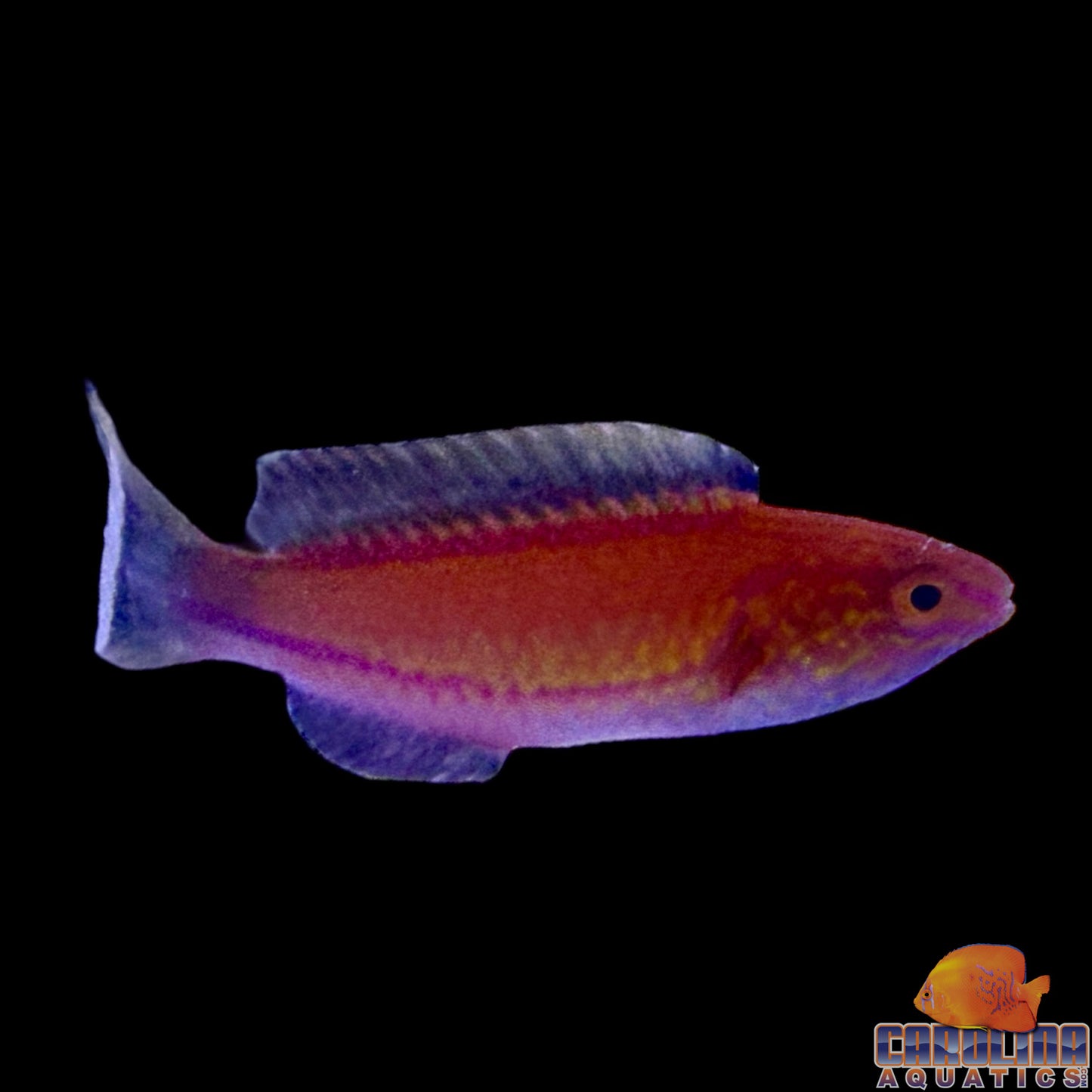 Wrasse - Fairy Crescent Tail