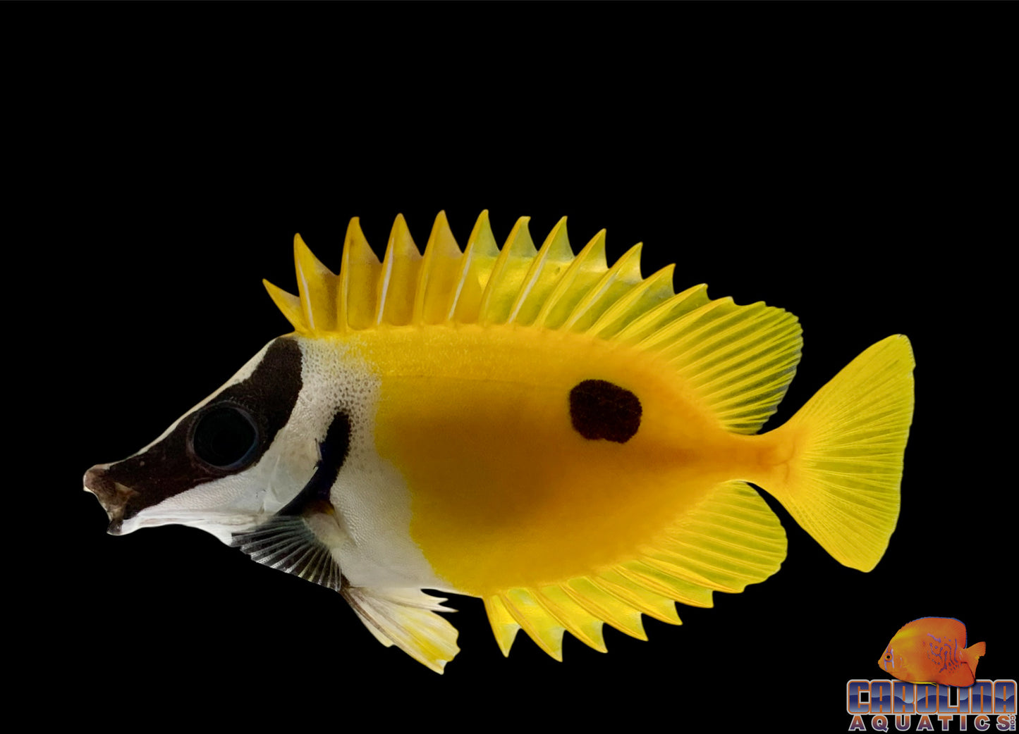 Foxface - Med