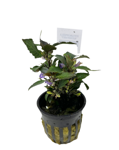 Hygrophila Compact Potted