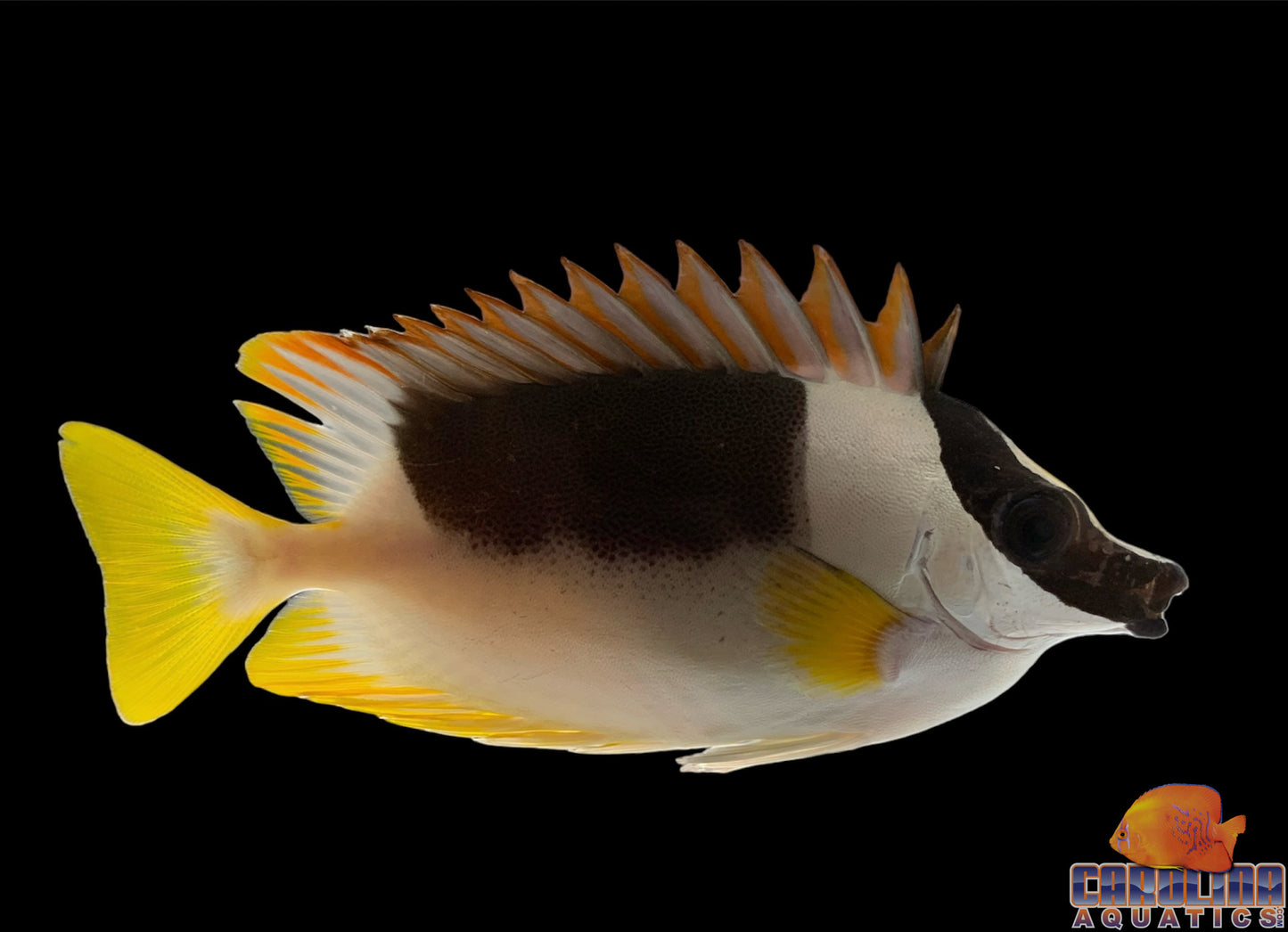 Foxface - Magnificent Md