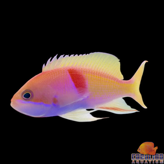Anthias - TriColor