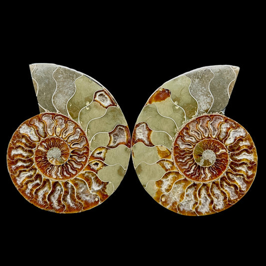 Ammonite Set