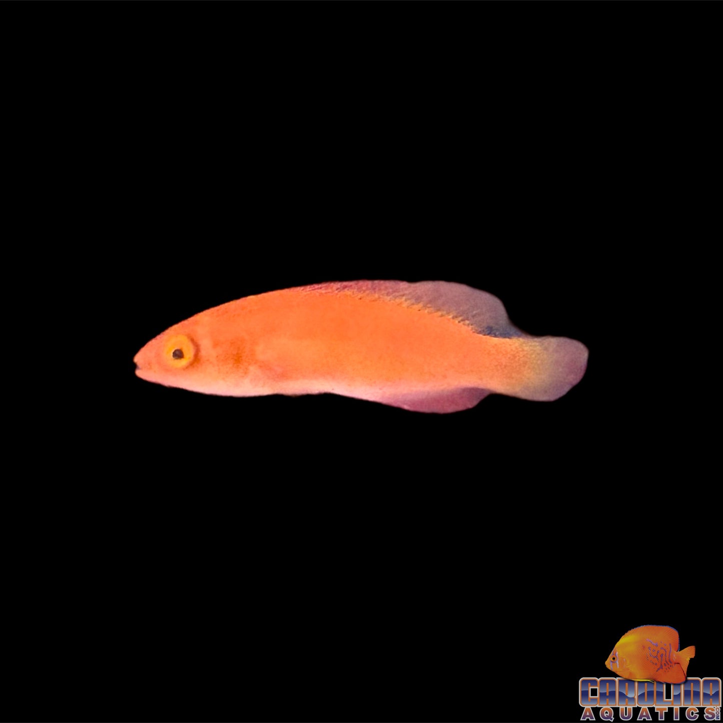Wrasse - Fairy Magma