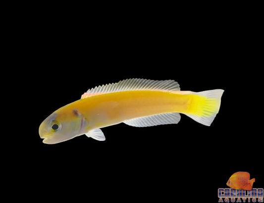 Tilefish - Yellow Tiny